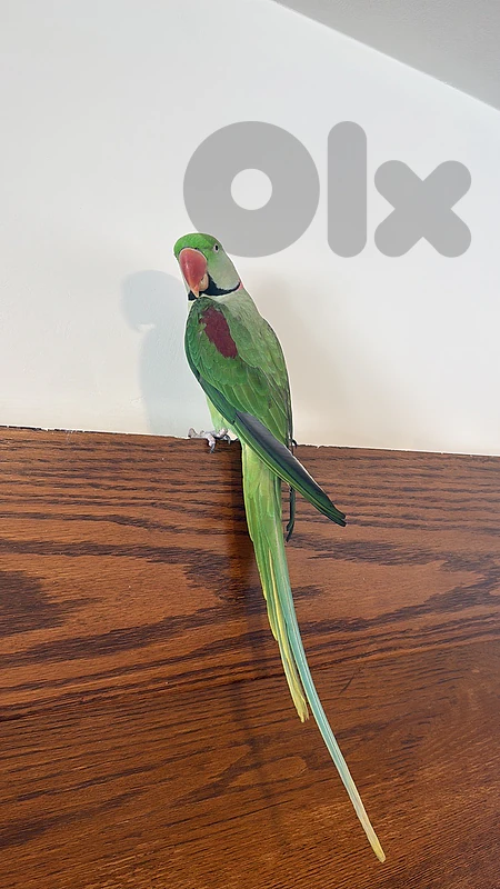 Tamed alexandrin parrot