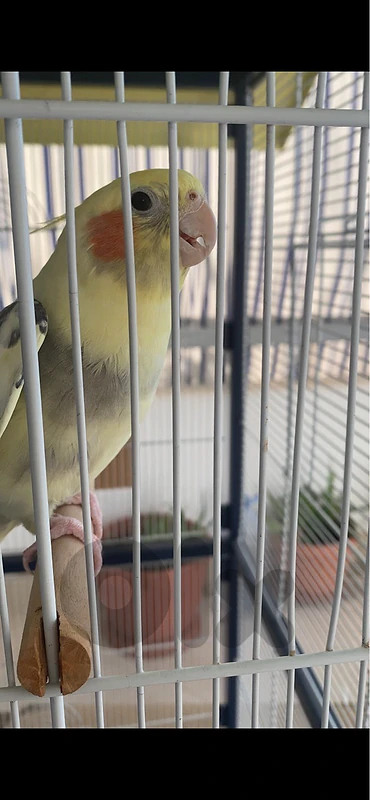طيور كوكتيل / كروان
