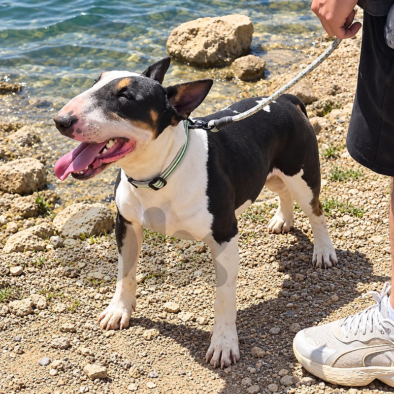 English Bull Terrier