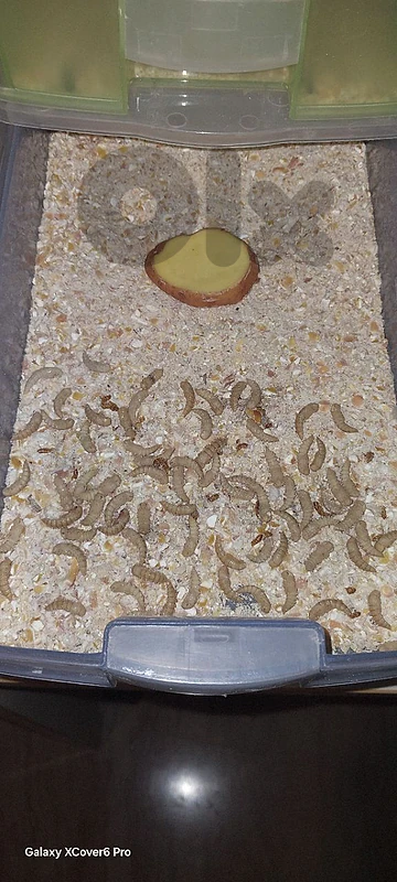 mealworm