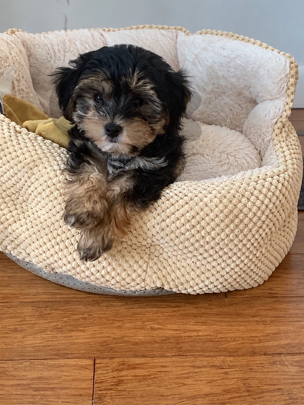 Cute Bichon Havanese puppies