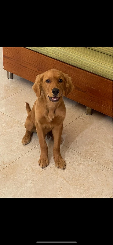 golden retreiver 4 months