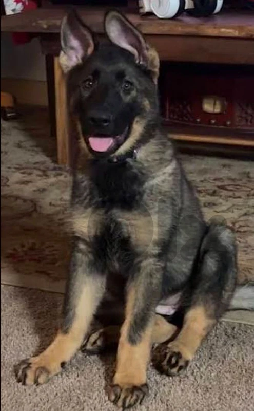 Workline GSD Puppies