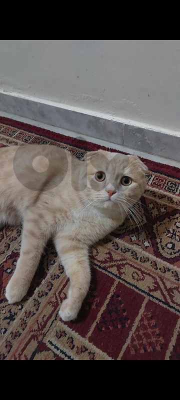2 cats Scottish Fold & Straight