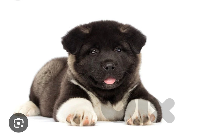 american akita for sale