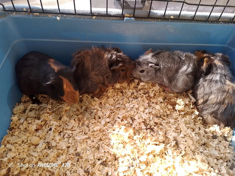 guniea pigs