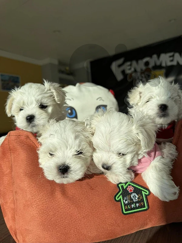 Little Bichon Charm puppy - dog كلاب