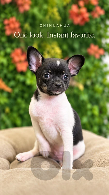 Black & White Chihuahua Puppy — A Little Showstopper 🖤🤍