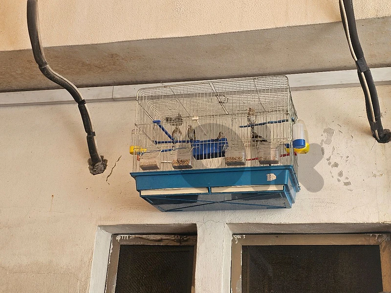 جونية