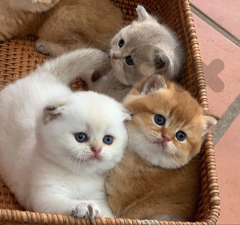 gold & chocolate & ragdol& silver gray  للحجز  التواصل على رقم81686679