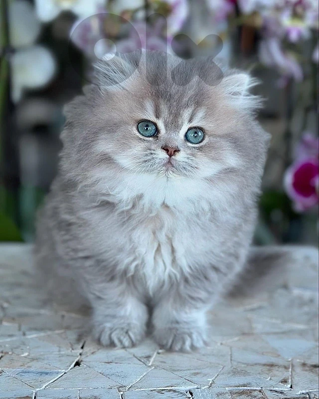 gold & chocolate & ragdol& silver gray  للحجز  التواصل على رقم81686679