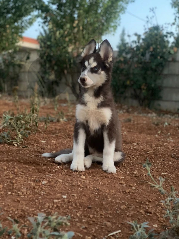 husky