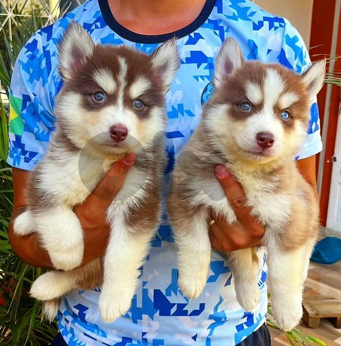 Red Siberian husky available in store