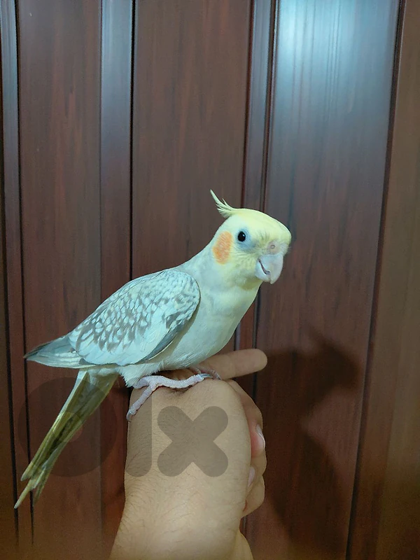 كروان ولا اجمل سوبررر ترويض