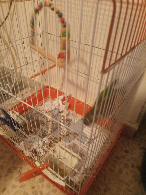 Conure