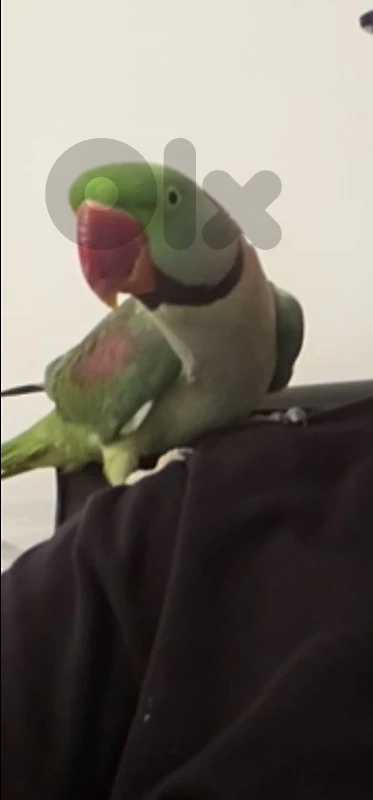 Indian Ringneck Parakeet Indian Ringneck Parakeet
