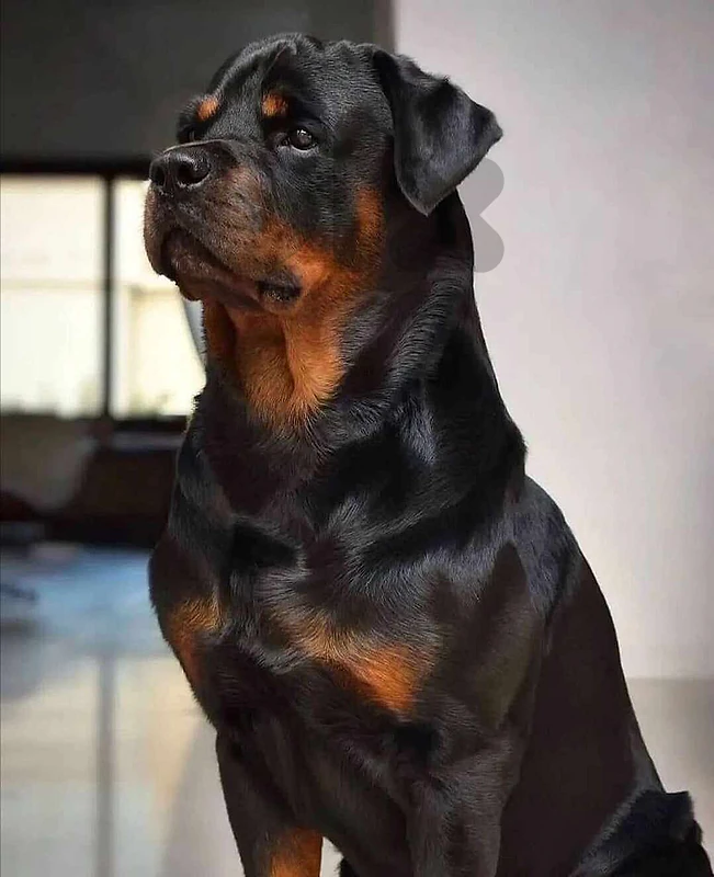 rottweiler female 3omor snten w nos 70993656