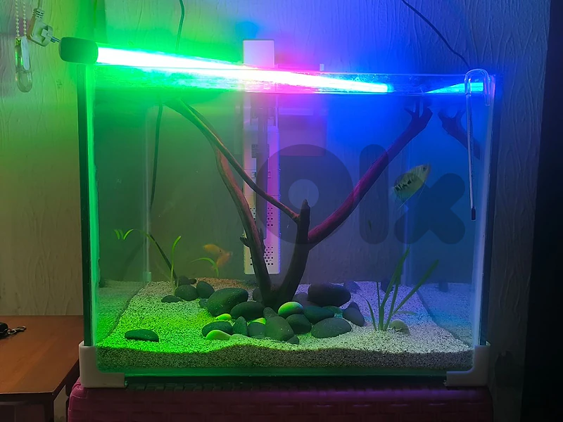 fish+aquarium