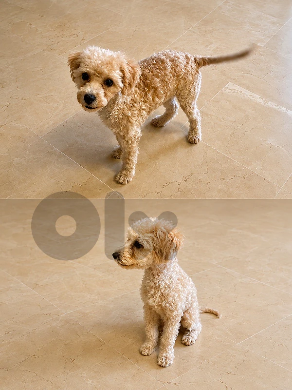 Toy poodle