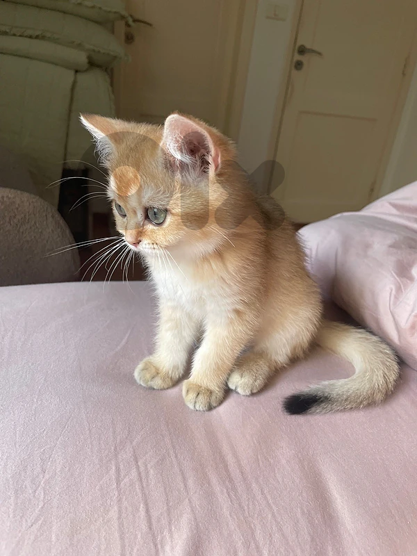 British pure golden chinchilla kitten