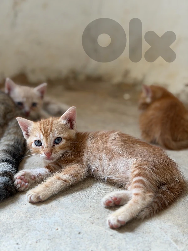 2 cats for sale 150$ only