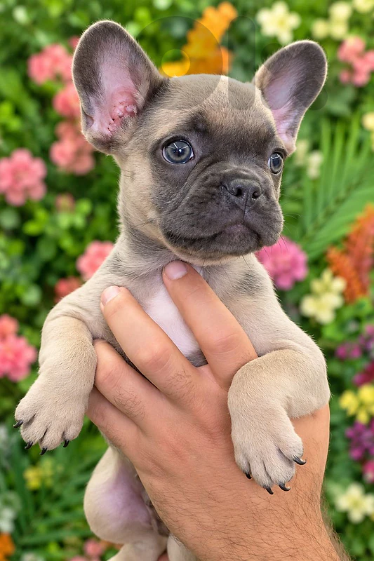 French Bulldog Puppies 🐾 Delivery available