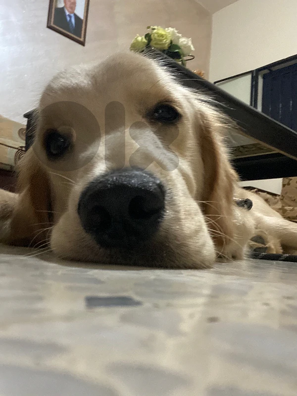 golden retriever