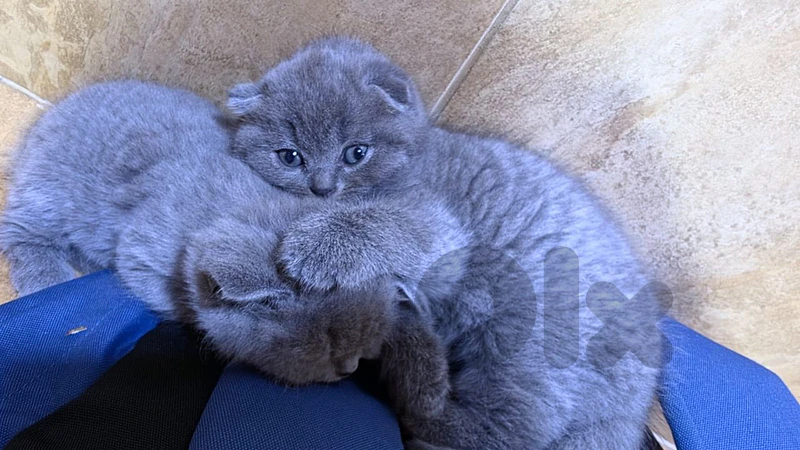 Male Scottish Fold Kitten