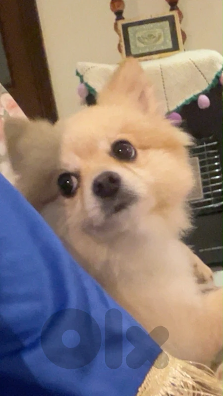dog for sale vaccinated and shes 3 years