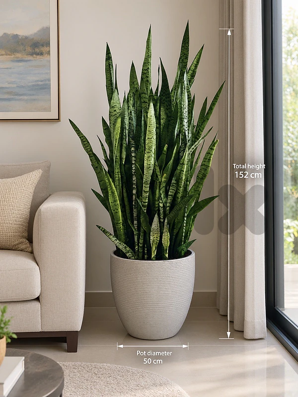 Sansevieria Zeylanica / snake plant
