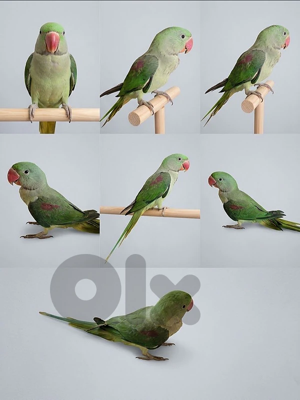 perroquet ببغاء درة ألكسندر (Alexandrine) أليف ومدرب للبيع