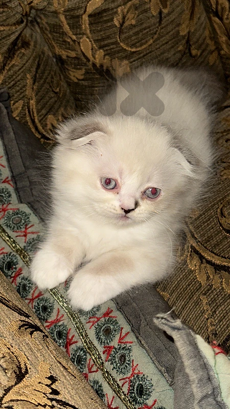 ma na2son shi  m3alamin kel shi