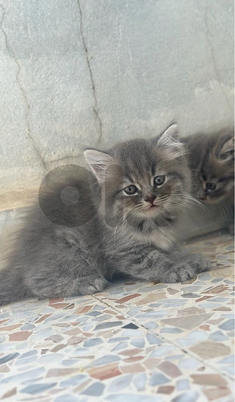 Cats (kitten)