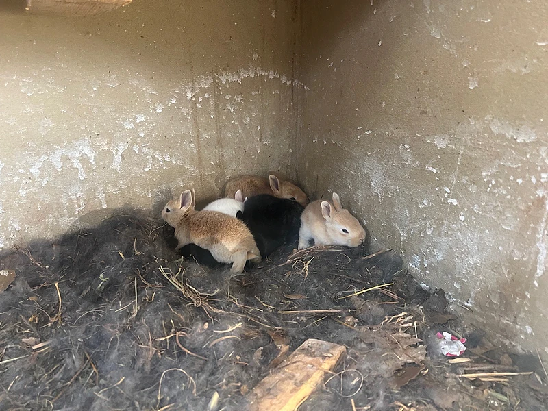 rabbits ارانب