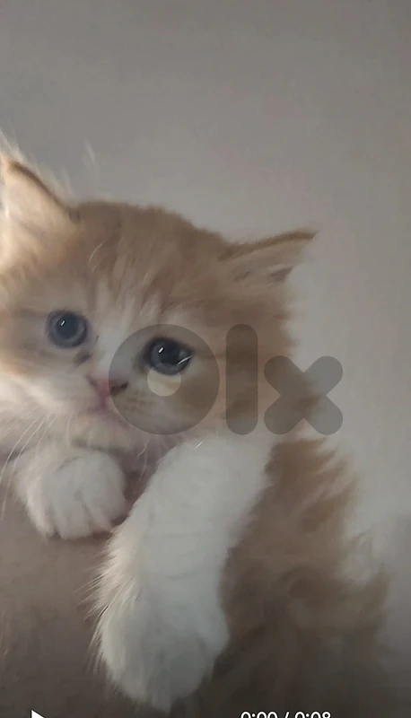 Himalayan Orange Fluffy Kitten