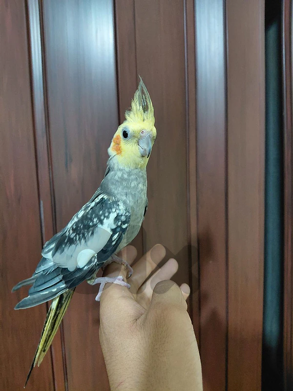 دكر كروان ايزابييل سوبرر ترويض