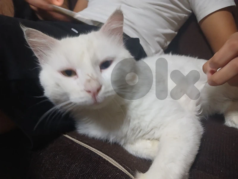 catttt