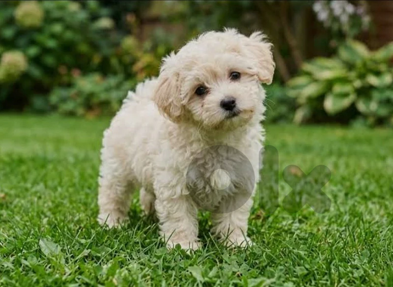 maltipoo