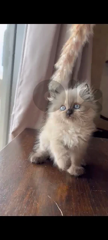 4 kittens