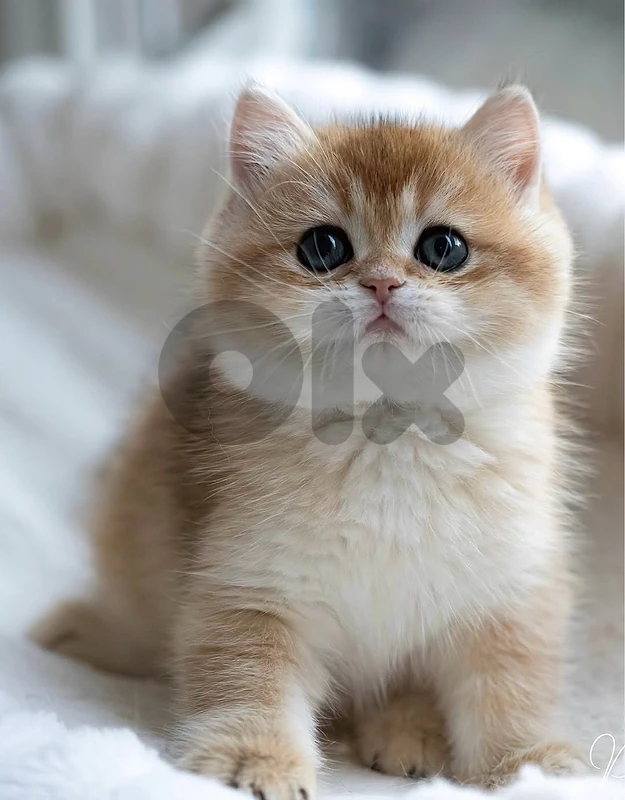 golden chinchilla