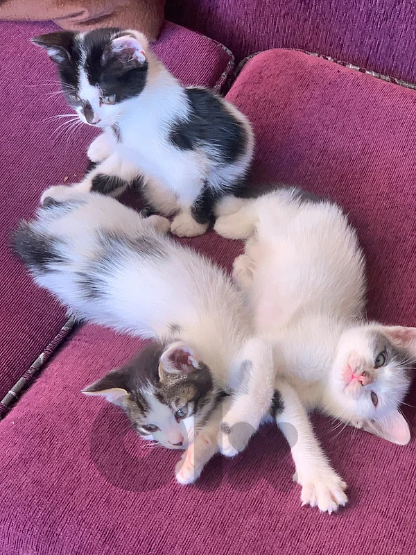 Cats for sale