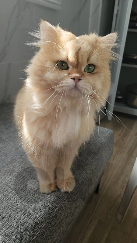 For Mating British Longhair Golden Chinchilla