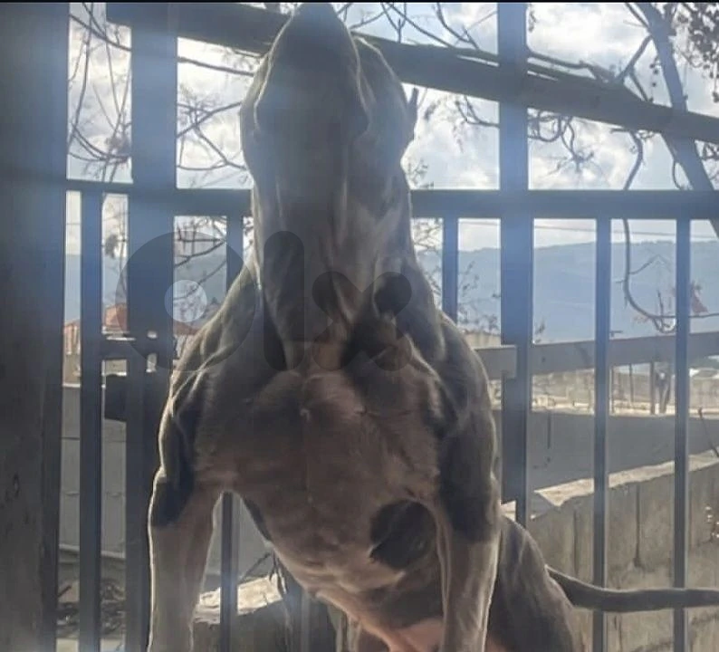 pitbull