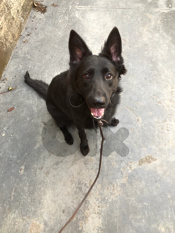 Fully trained 1 y/o Working-line German Shepherd with Pedigree(Female) Fully trained 1 y/o Working-line German Shepherd with Pedigree(Female)