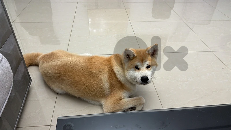 akita dog