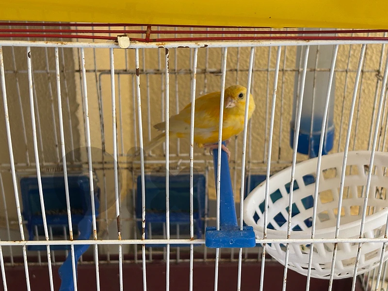 عصافير كناري للبيع