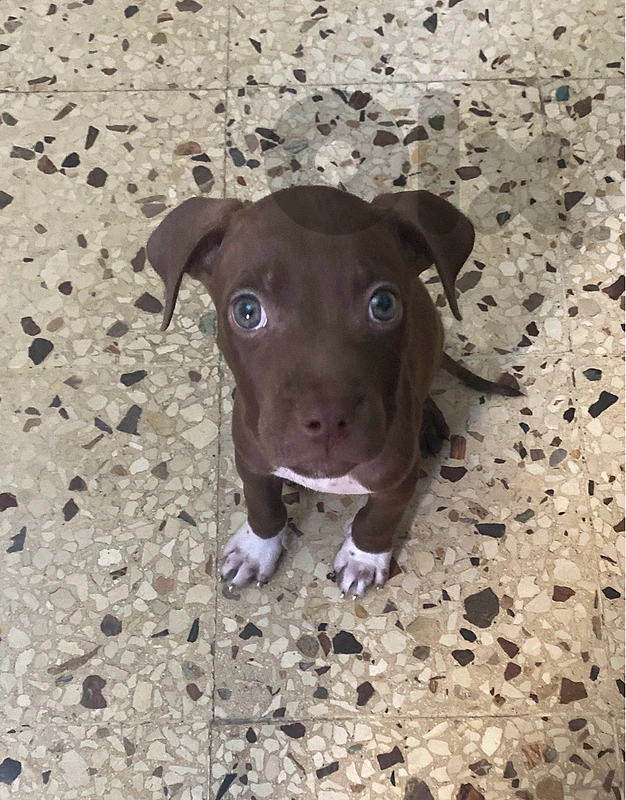 pitbull
