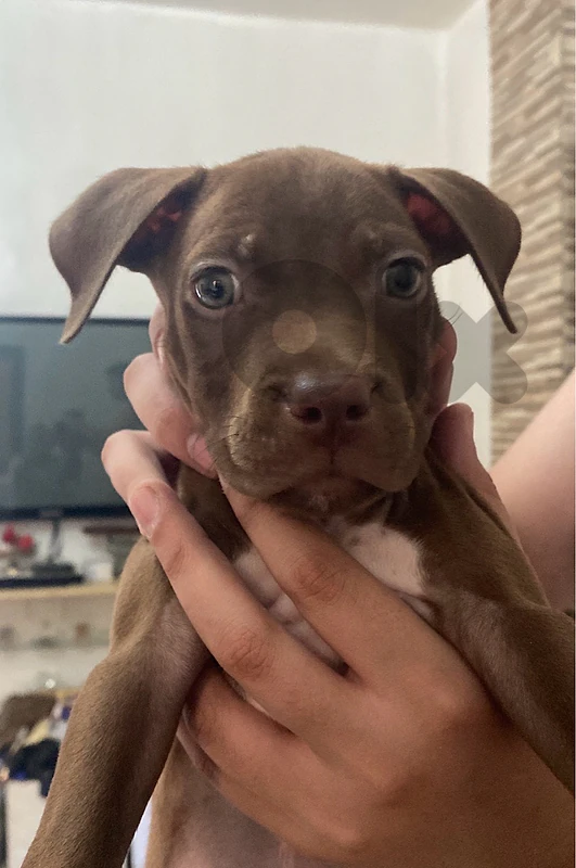 pitbull