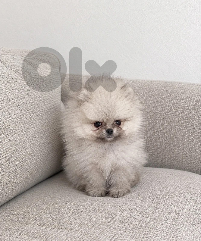 pomeranian teacup