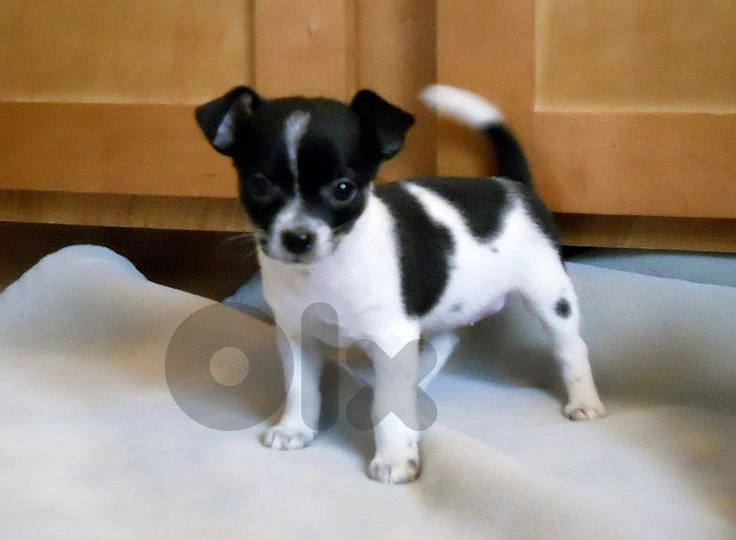 Tea Cup Chihuahua Puppy - Available in Store -Dog - Delivery